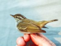 Phylloscopus coronatus Happy Island (Shijiu Tuodao), Hebei, China 19980513B