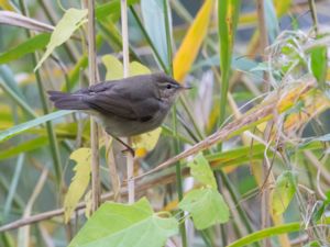 Phylloscopus fuscatus - Dusky Warbler - Brunsångare