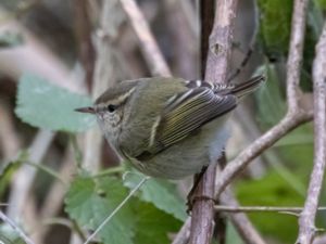 Phylloscopus humei - Hume's Leaf Warbler - Bergtajgasångare