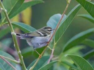 Phylloscopus inornatus - Yellow-browed Warbler - Tajgasångare