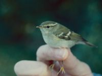 Phylloscopus inornatus Falsterbo fyr, Falsterbohalvön, Vellinge, Skåne, Sweden 19890913_1