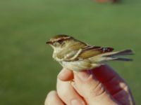 Phylloscopus inornatus Falsterbo fyr, Falsterbohalvön, Vellinge, Skåne, Sweden 19890913_3