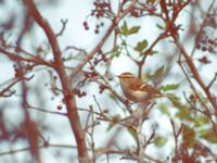 Phylloscopus inornatus Happy Island (Shijiu Tuodao), Hebei, China 19980513B