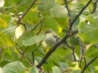 Phylloscopus inornatus St Pauli mellersta kyrkogård, Malmö, Skåne, Sweden 20181006B_0003