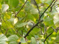 Phylloscopus inornatus St Pauli mellersta kyrkogård, Malmö, Skåne, Sweden 20181006B_0004-2