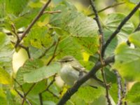 Phylloscopus inornatus St Pauli mellersta kyrkogård, Malmö, Skåne, Sweden 20181006B_0005