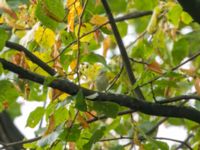 Phylloscopus inornatus St pauli S kyrkogård, Malmö, Skåne, Sweden 20190924B_0144