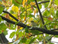 Phylloscopus inornatus St pauli S kyrkogård, Malmö, Skåne, Sweden 20190924B_0145