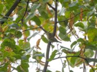 Phylloscopus inornatus St pauli S kyrkogård, Malmö, Skåne, Sweden 20190924B_0158