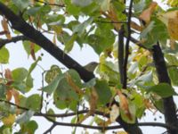 Phylloscopus inornatus St pauli S kyrkogård, Malmö, Skåne, Sweden 20190924B_0180