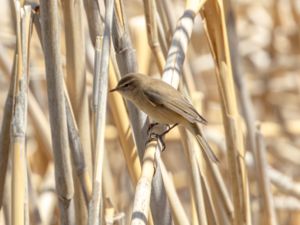 Phylloscopus lorenzii - Caucasian Mountain Chiffchaff - Berggransångare