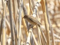 Phylloscopus lorenzii Devdoraki Valley, Stepantsminda, Mtskheta-Mtianeti, Georgia 20180425_2026