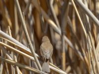 Phylloscopus lorenzii Devdoraki Valley, Stepantsminda, Mtskheta-Mtianeti, Georgia 20180425_2029