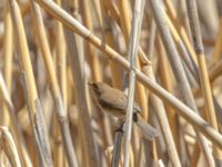 Phylloscopus lorenzii Devdoraki Valley, Stepantsminda, Mtskheta-Mtianeti, Georgia 20180425_2031