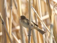 Phylloscopus lorenzii Devdoraki Valley, Stepantsminda, Mtskheta-Mtianeti, Georgia 20180425_2035