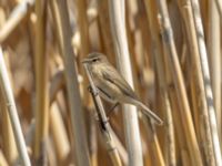 Phylloscopus lorenzii Devdoraki Valley, Stepantsminda, Mtskheta-Mtianeti, Georgia 20180425_2037