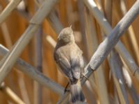 Phylloscopus lorenzii Devdoraki Valley, Stepantsminda, Mtskheta-Mtianeti, Georgia 20180425_2044