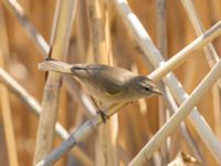 Phylloscopus lorenzii Devdoraki Valley, Stepantsminda, Mtskheta-Mtianeti, Georgia 20180425_2046