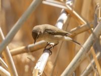 Phylloscopus lorenzii Devdoraki Valley, Stepantsminda, Mtskheta-Mtianeti, Georgia 20180425_2051