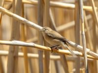 Phylloscopus lorenzii Devdoraki Valley, Stepantsminda, Mtskheta-Mtianeti, Georgia 20180425_2066