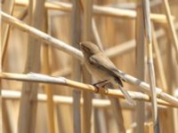 Phylloscopus lorenzii Devdoraki Valley, Stepantsminda, Mtskheta-Mtianeti, Georgia 20180425_2068