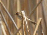 Phylloscopus lorenzii Devdoraki Valley, Stepantsminda, Mtskheta-Mtianeti, Georgia 20180425_2070