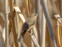 Phylloscopus lorenzii Devdoraki Valley, Stepantsminda, Mtskheta-Mtianeti, Georgia 20180425_2072