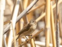 Phylloscopus lorenzii Devdoraki Valley, Stepantsminda, Mtskheta-Mtianeti, Georgia 20180425_2073