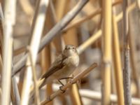 Phylloscopus lorenzii Devdoraki Valley, Stepantsminda, Mtskheta-Mtianeti, Georgia 20180425_2075