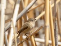 Phylloscopus lorenzii Devdoraki Valley, Stepantsminda, Mtskheta-Mtianeti, Georgia 20180425_2076