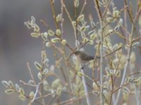 Phylloscopus lorenzii Kuro S, Stepantsminda, Mtskheta-Mtianeti, Georgia 20180426_1554