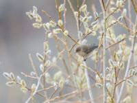 Phylloscopus lorenzii Kuro S, Stepantsminda, Mtskheta-Mtianeti, Georgia 20180426_1555