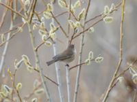 Phylloscopus lorenzii Kuro S, Stepantsminda, Mtskheta-Mtianeti, Georgia 20180426_1557