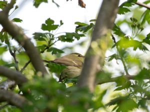 Phylloscopus nitidus - Green Warbler - Kaukasisk lundsångare