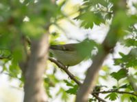 Phylloscopus nitidus Kochebi Lake, Mtskheta-Mtianeti, Georgia 20180428_0479