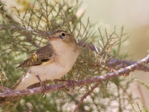 Phylloscopus orientalis - Eastern Bonelli's Warbler - Balkansångare