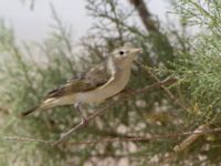 Phylloscopus orientalis Km 76-77, Israel 2013-03-30 204