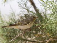 Phylloscopus orientalis Km 76-77, Israel 2013-03-30 205