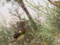 Phylloscopus orientalis Km 76-77, Israel 2013-03-30 210