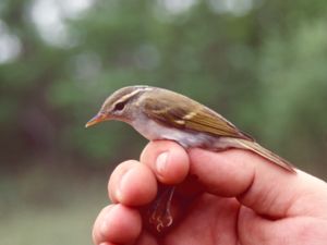 Phylloscopus plumbeitarsus - Two-barred Warbler - Östlig lundsångare