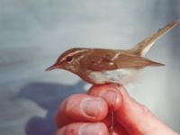 Phylloscopus plumbeitarsus Happy Island (Shijiu Tuodao), Hebei, China 19980518 (45)