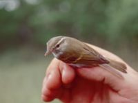 Phylloscopus plumbeitarsus Happy Island (Shijiu Tuodao), Hebei, China 19980519 (69)