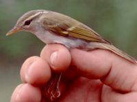 Phylloscopus plumbeitarsus Happy Island (Shijiu Tuodao), Hebei, China 19980519