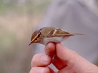 Phylloscopus proregulus Happy Island (Shijiu Tuodao), Hebei, China 19980509 (2)-1