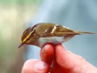 Phylloscopus proregulus Happy Island (Shijiu Tuodao), Hebei, China 19980509