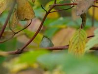 Phylloscopus proregulus Klagshamns udde, Malmö, Skåne, Sweden 20191013B_0024