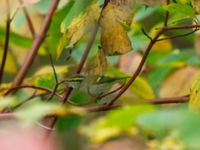 Phylloscopus proregulus Klagshamns udde, Malmö, Skåne, Sweden 20191013B_0027