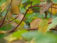 Phylloscopus proregulus St Pauli S kyrkogård, Malmö, Skåne, Sweden 20191013B_0022