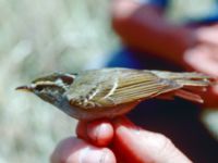 Phylloscopus reguloides Happy Island (Shijiu Tuodao), Hebei, China 19980517 (12)