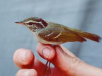 Phylloscopus reguloides Happy Island (Shijiu Tuodao), Hebei, China 19980517 (14)